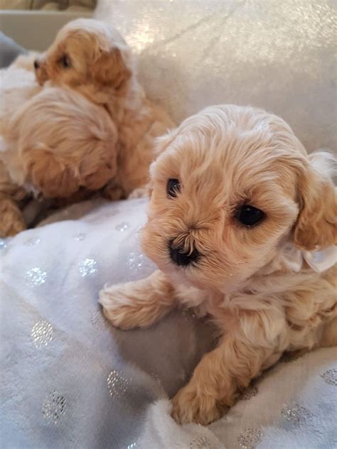 Find Springerdoodle puppies for saleNear Pennsylvania. . Puppies for sale in pa